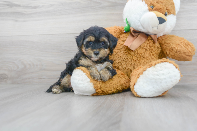 Fluffy Yorkie Poo Poodle Mix Pup