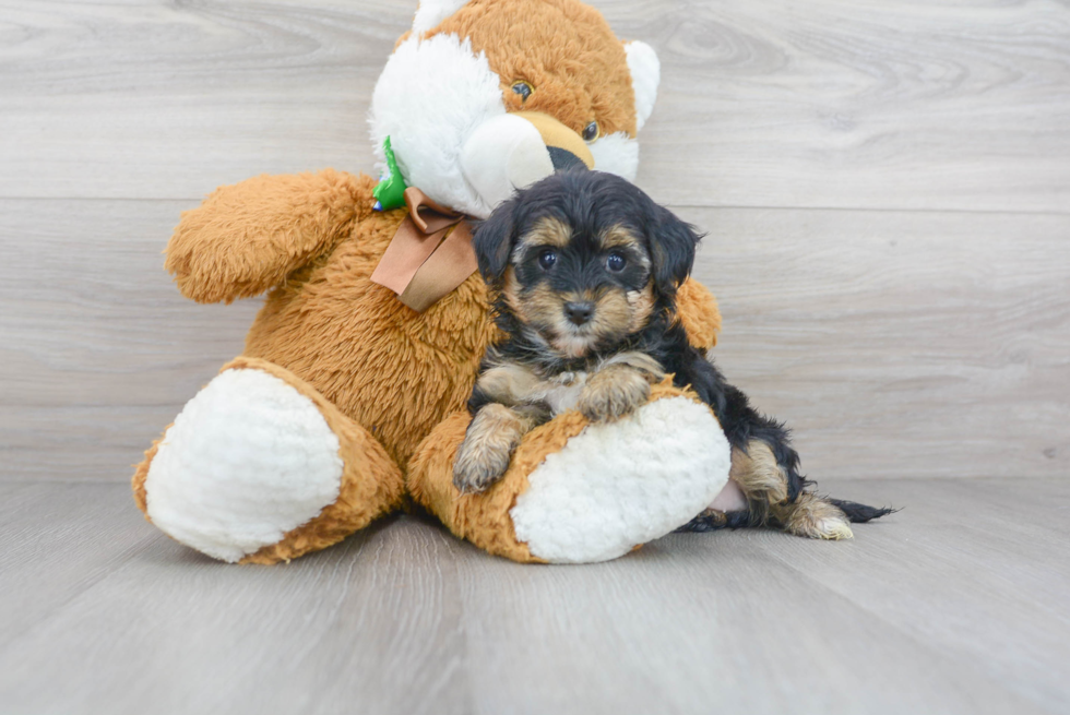 Yorkie Poo Puppy for Adoption