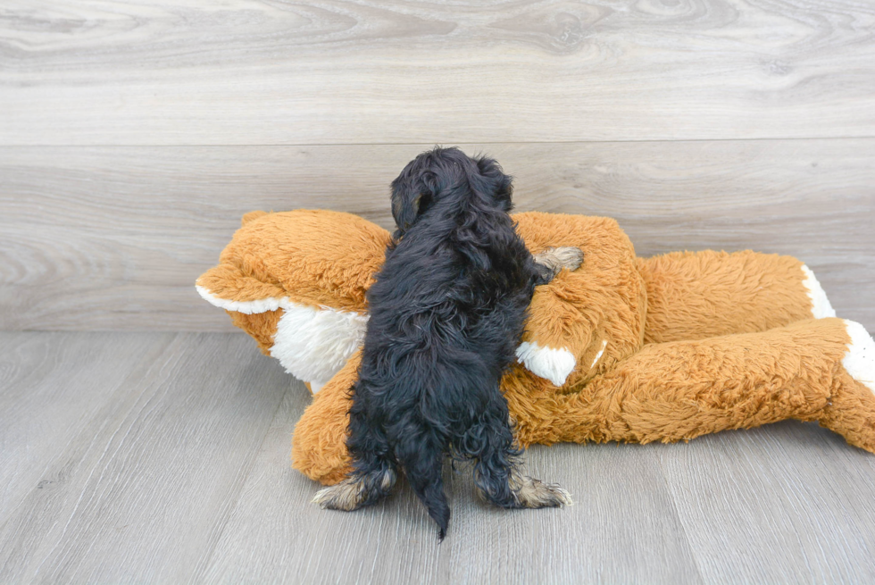 Yorkie Poo Puppy for Adoption