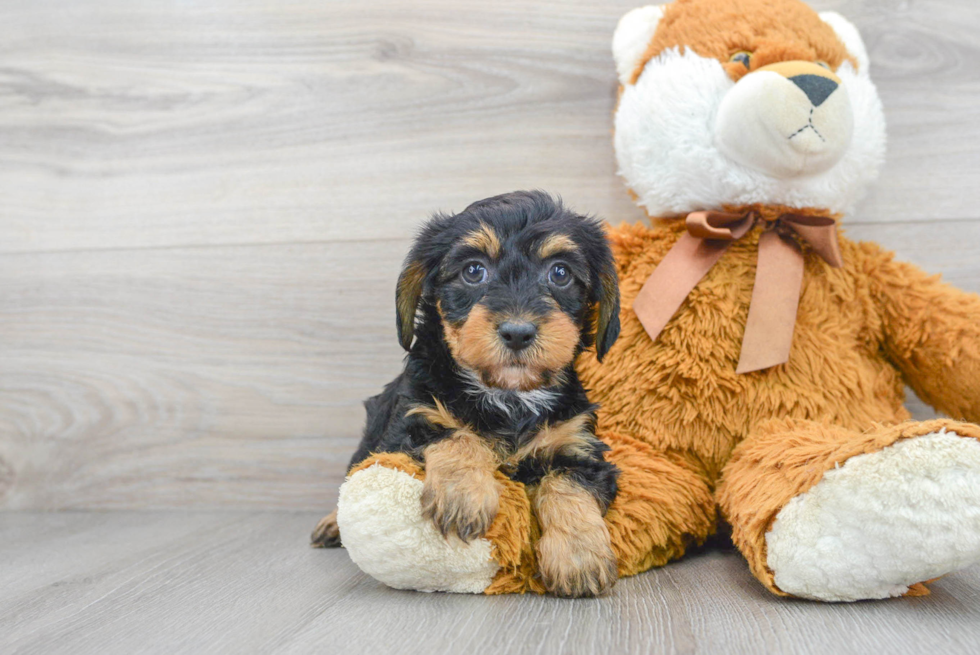 Yorkie Poo Puppy for Adoption