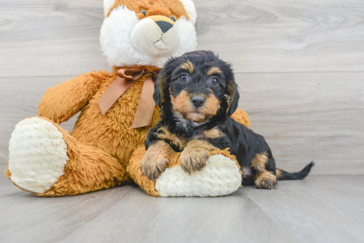 Petite Yorkie Poo Poodle Mix Pup