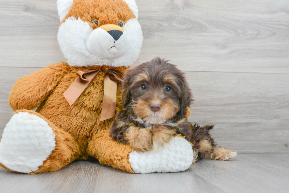 Best Yorkie Poo Baby