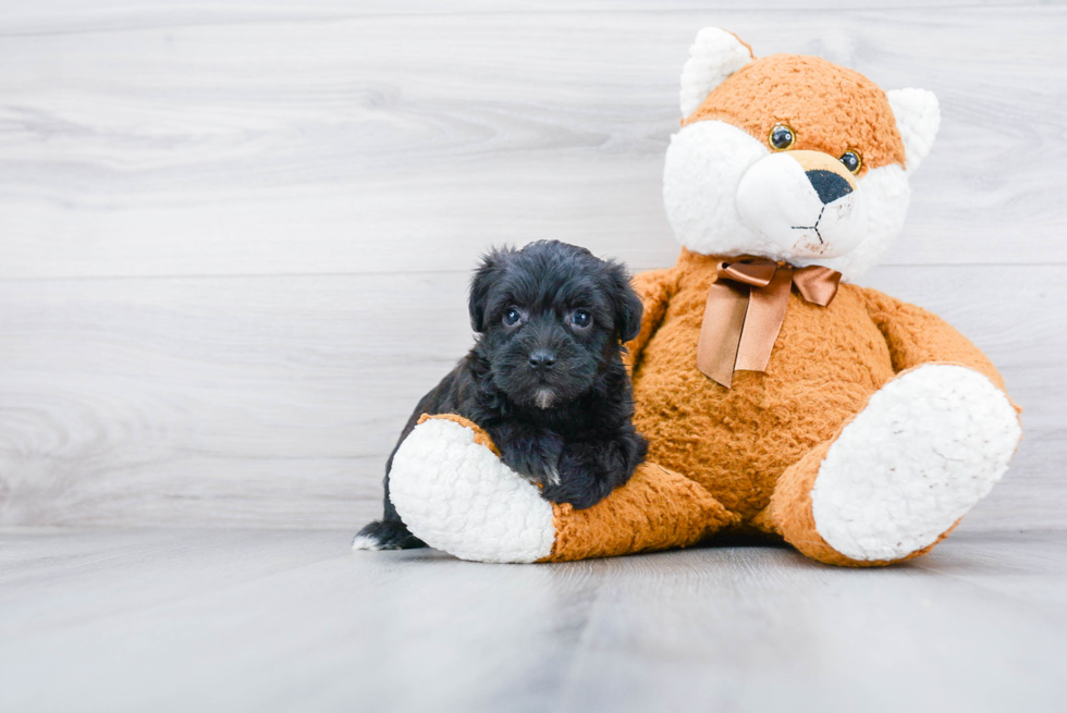 Adorable Yorkie Doodle Poodle Mix Puppy