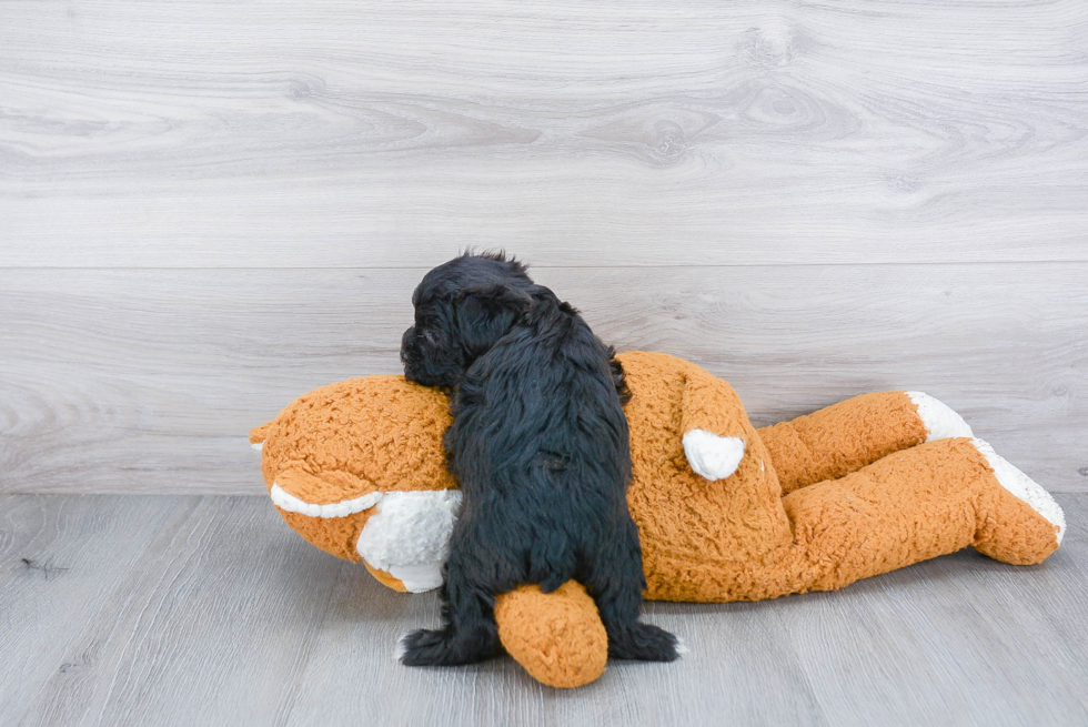 Friendly Yorkie Poo Baby