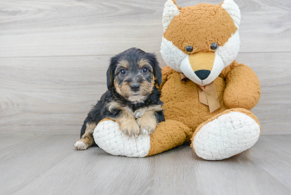 Little Yorkie Doodle Poodle Mix Puppy