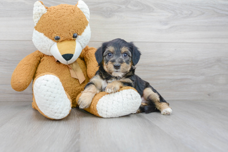 Small Yorkie Poo Baby