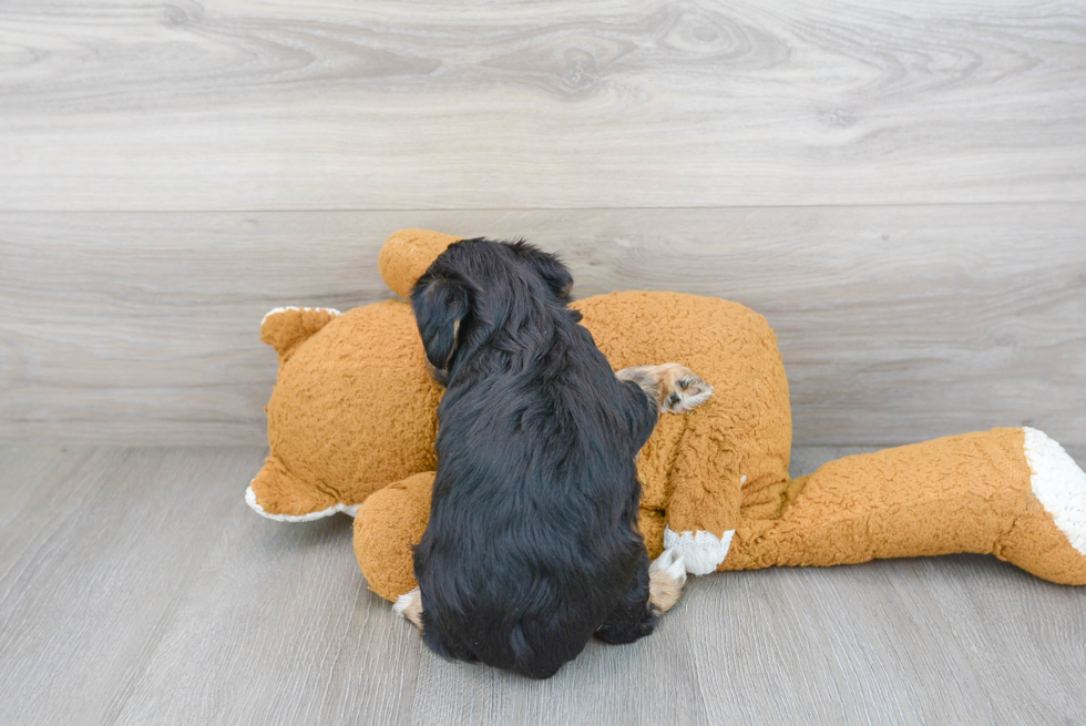 Yorkie Poo Puppy for Adoption