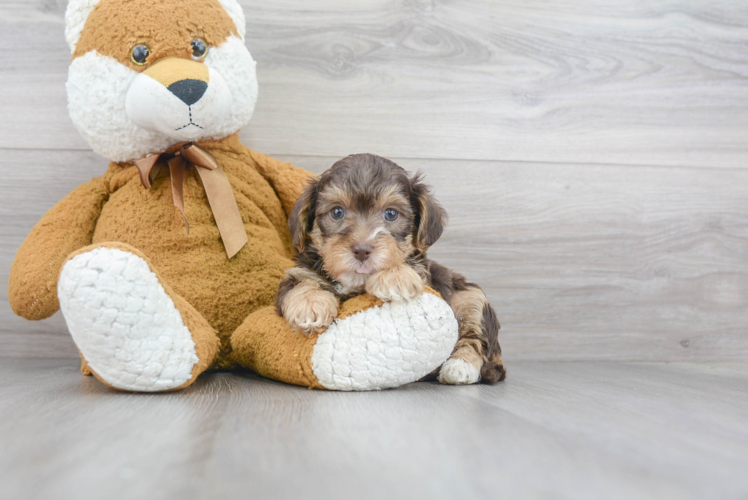 Yorkie Poo Puppy for Adoption