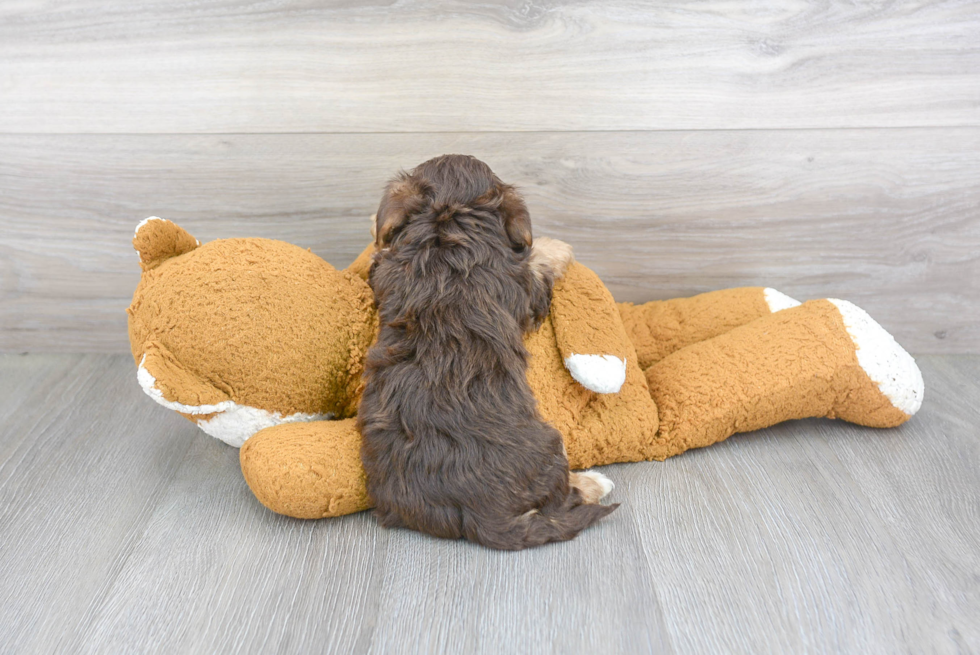 Little Yorkie Doodle Poodle Mix Puppy