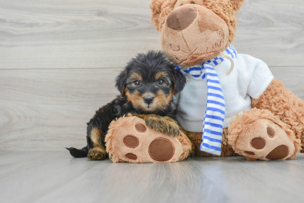 Yorkie Poo Puppy for Adoption