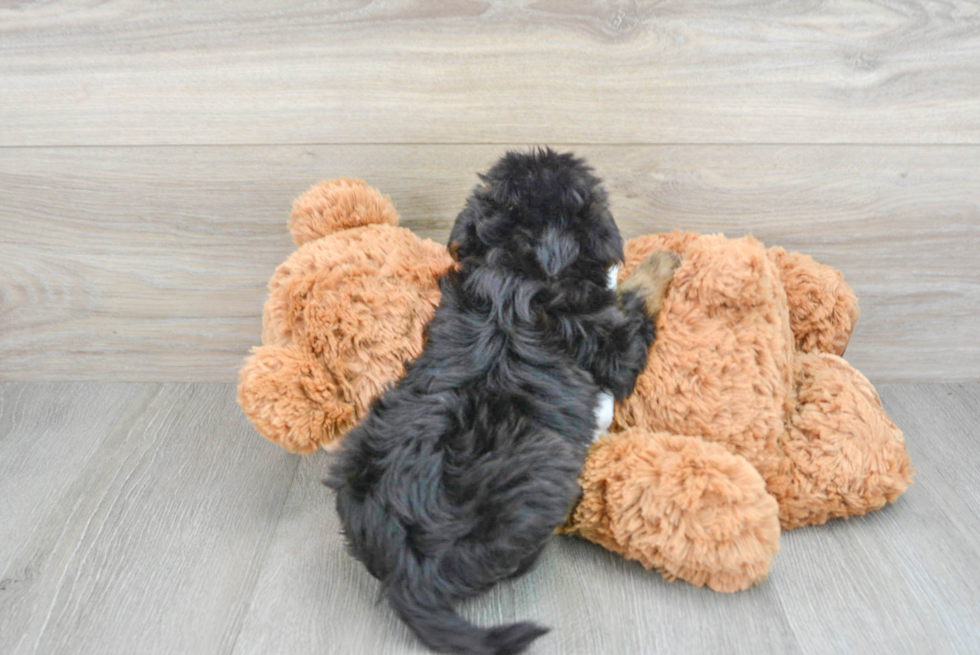 Yorkie Poo Puppy for Adoption