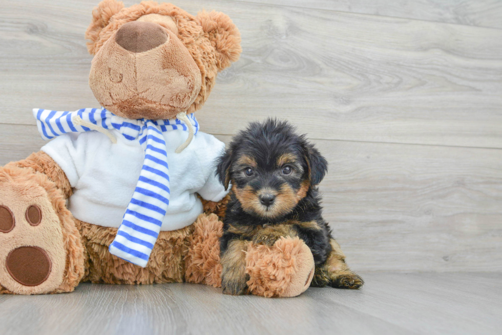 Adorable Yorkie Doodle Poodle Mix Puppy