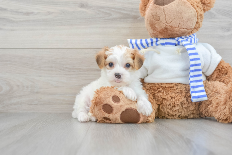 Small Yorkie Poo Baby