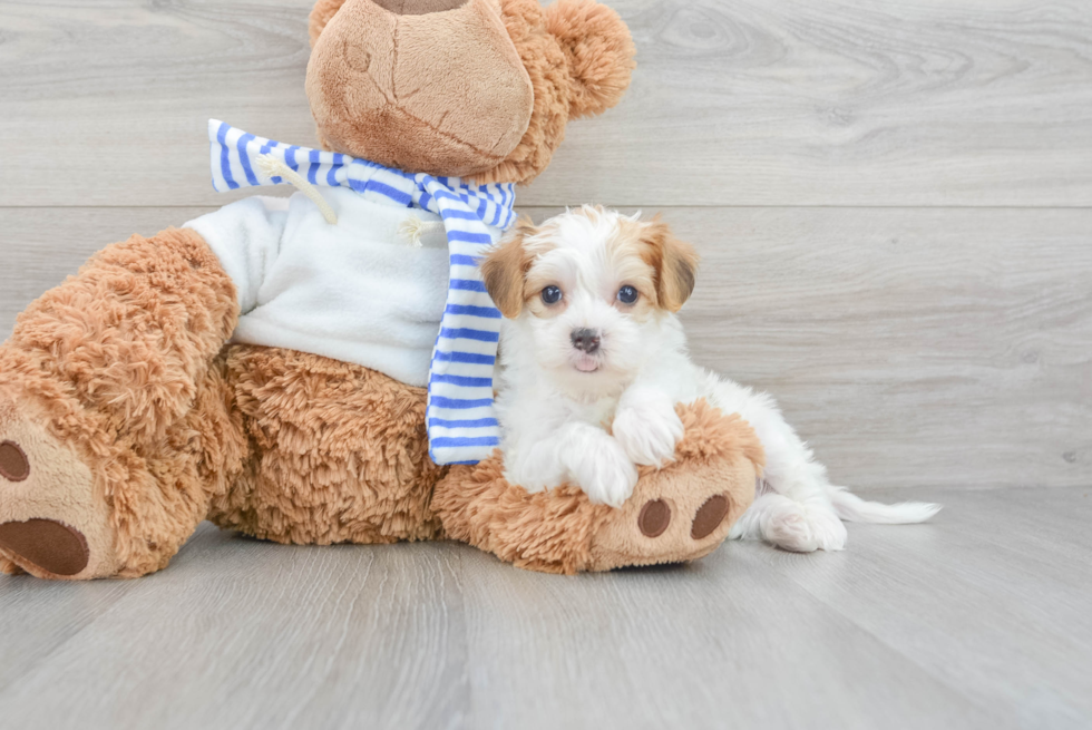 Yorkie Poo Pup Being Cute