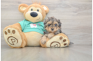 Happy Yorkie Poo Baby