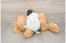 Funny Yorkie Poo Poodle Mix Pup