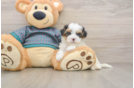 Yorkie Poo Pup Being Cute