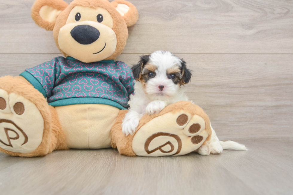 Yorkie Poo Pup Being Cute