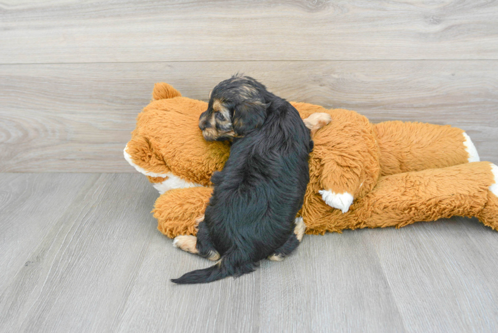 Yorkie Poo Puppy for Adoption