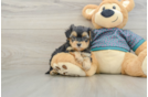 Best Yorkie Poo Baby