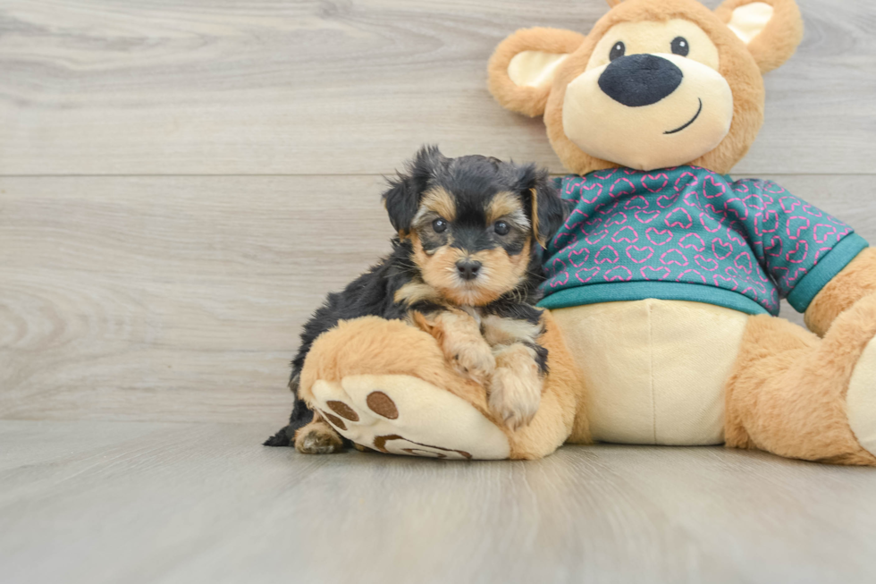 Best Yorkie Poo Baby