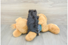 Yorkie Poo Pup Being Cute