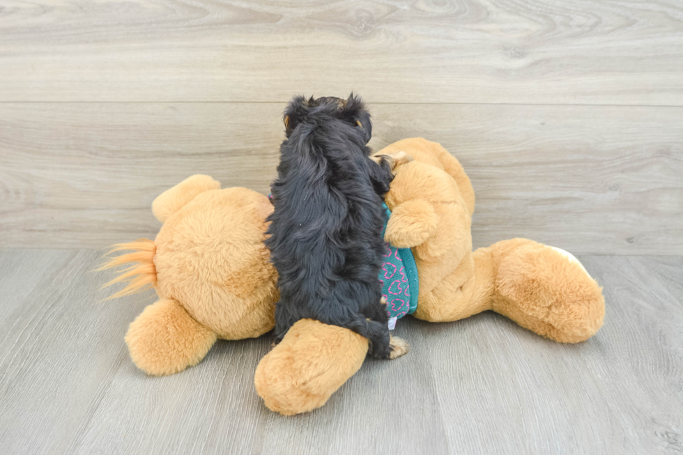 Yorkie Poo Pup Being Cute