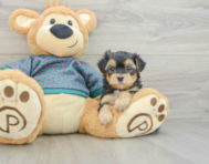 5 week old Yorkie Poo Puppy For Sale - Premier Pups