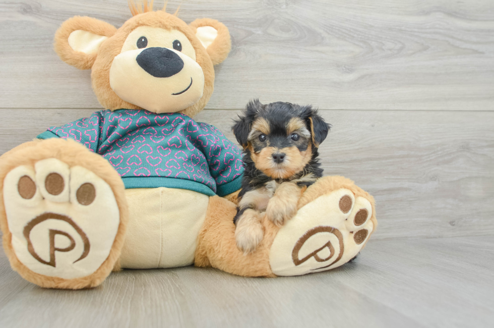 5 week old Yorkie Poo Puppy For Sale - Premier Pups