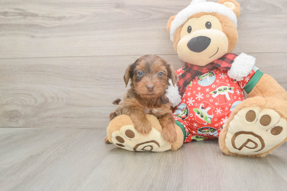 Adorable Yorkiedoodle Poodle Mix Puppy