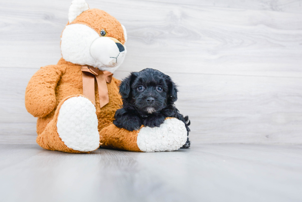 Petite Yorkie Poo Poodle Mix Pup