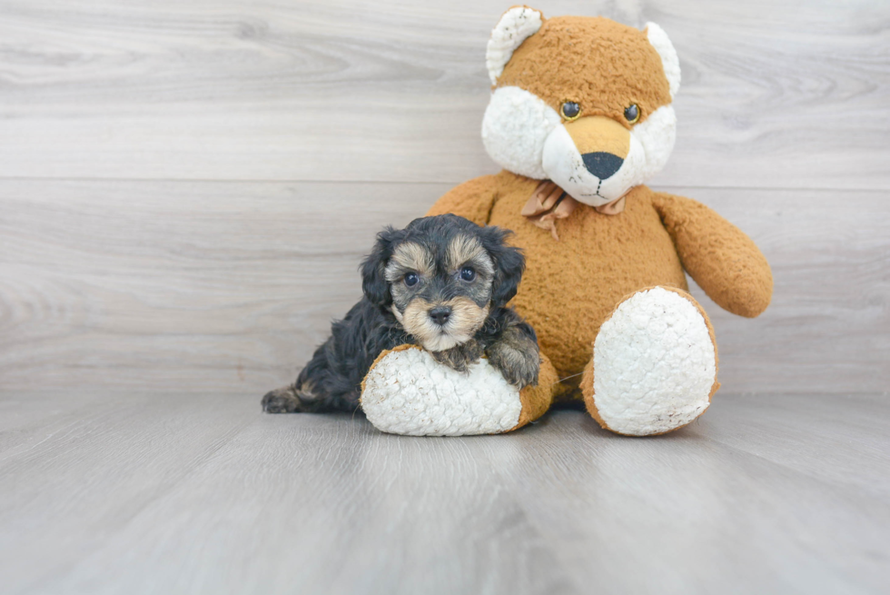 Smart Yorkie Poo Poodle Mix Pup