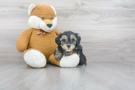 Energetic Yorkie Doodle Poodle Mix Puppy