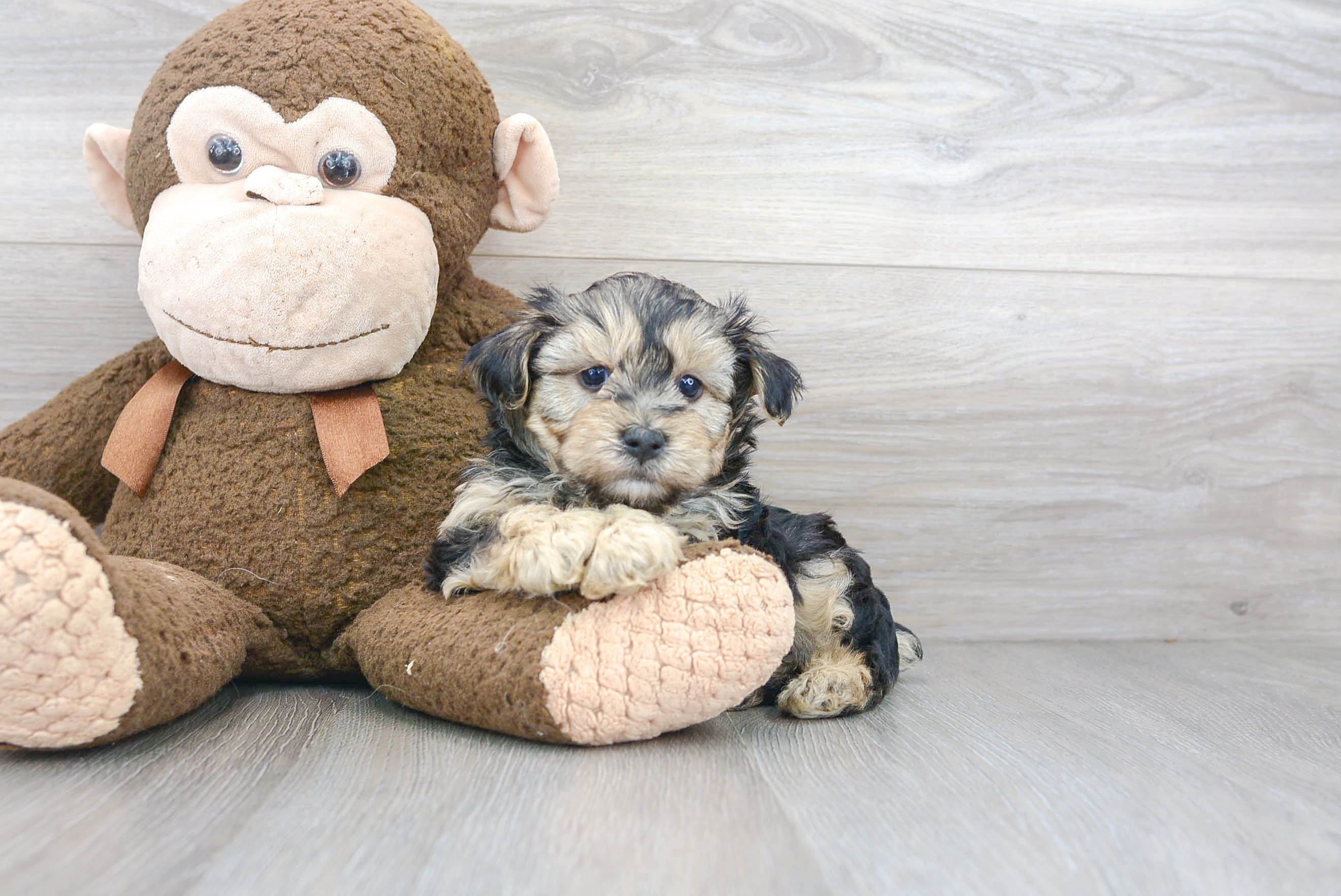Small Yorkie Poo Baby