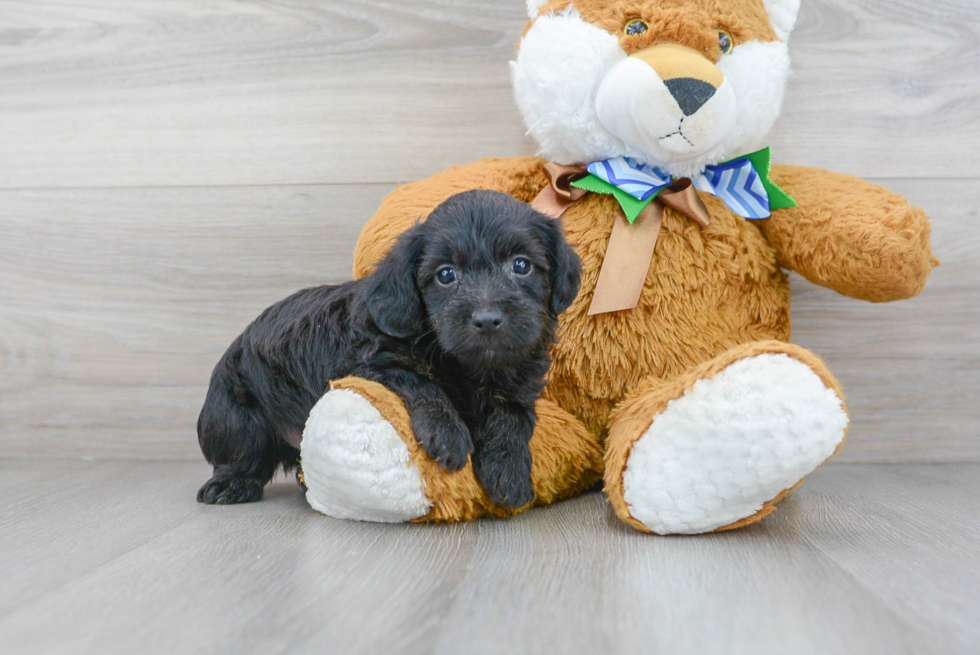 Yorkie Poo Pup Being Cute