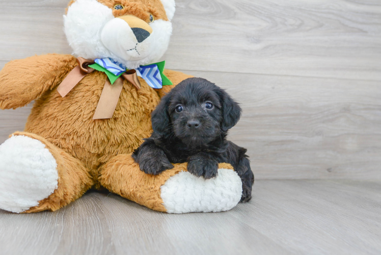 Hypoallergenic Yorkie Doodle Poodle Mix Puppy