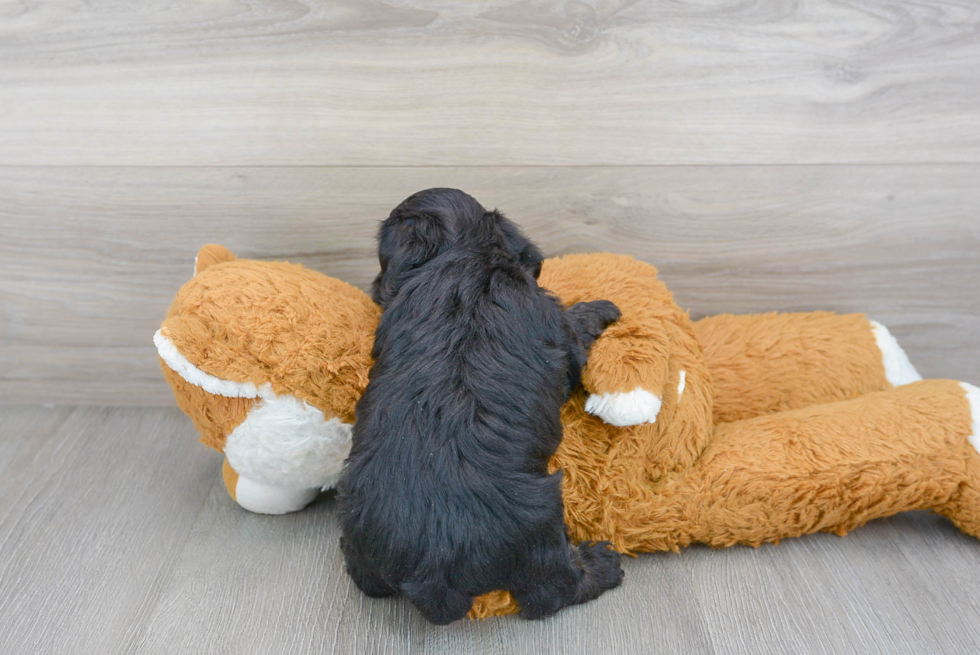 Fluffy Yorkie Poo Poodle Mix Pup