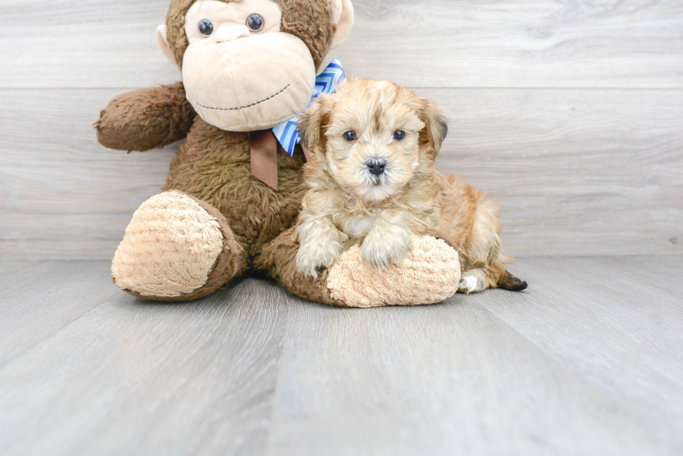 Yorkie Poo Pup Being Cute