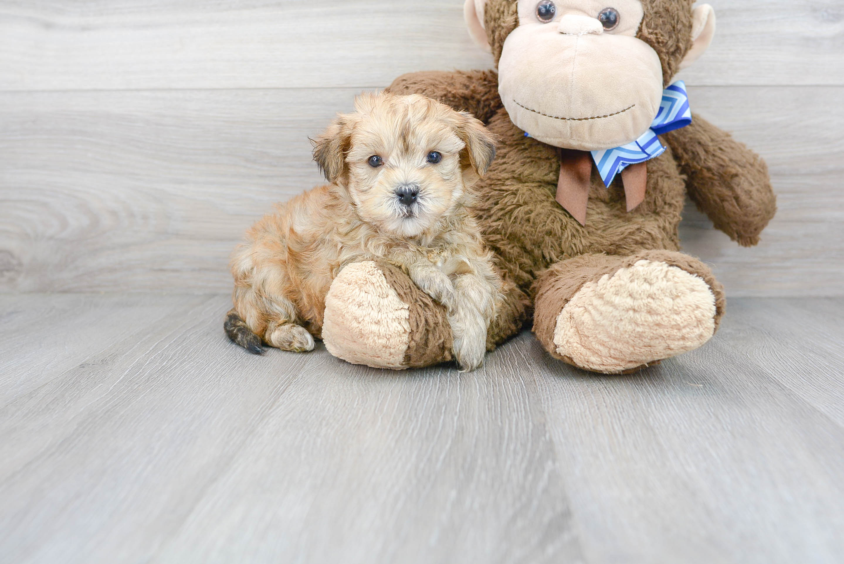 Best Yorkie Poo Baby