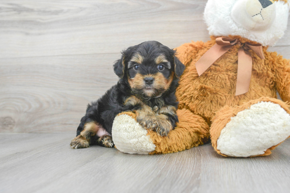 Little Yorkie Doodle Poodle Mix Puppy