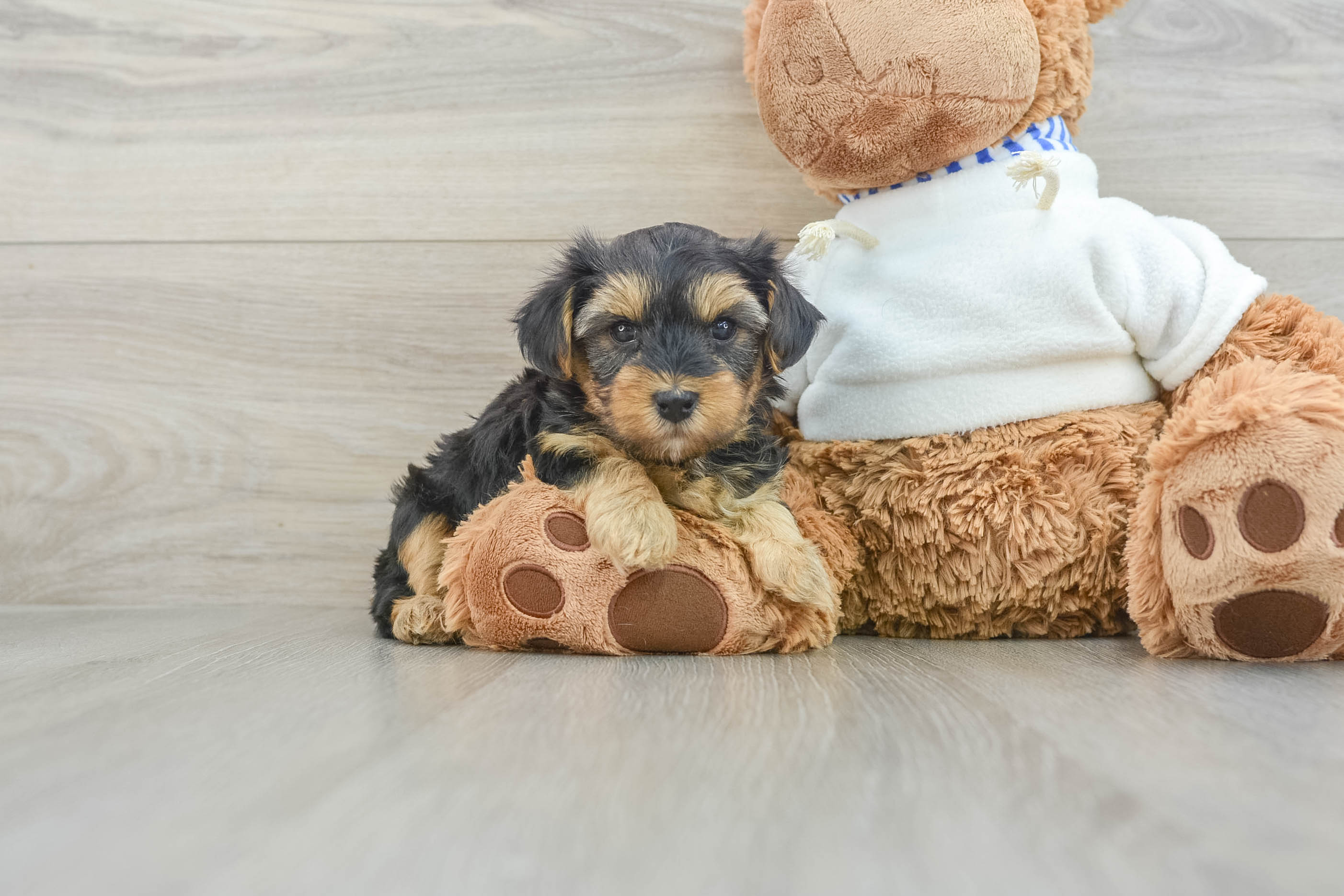 Yorkie Poo Pup Being Cute