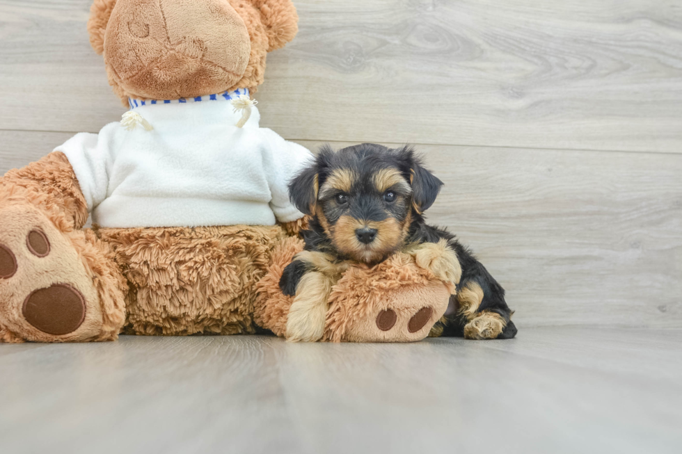 Adorable Yorkiedoodle Poodle Mix Puppy