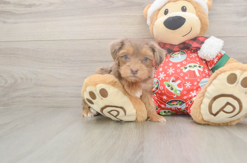 5 week old Yorkie Poo Puppy For Sale - Premier Pups