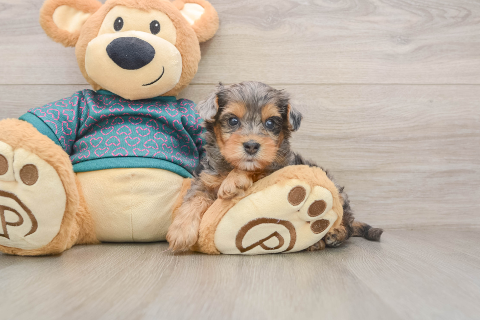 Friendly Yorkie Poo Baby