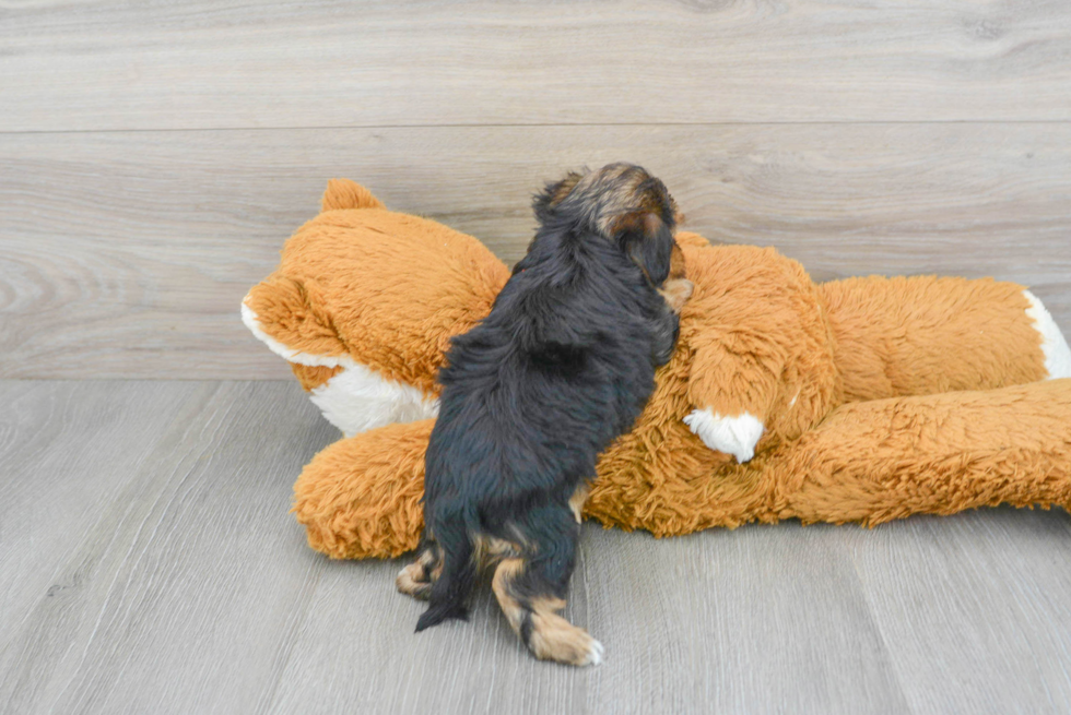 Playful Yorkie Doodle Poodle Mix Puppy