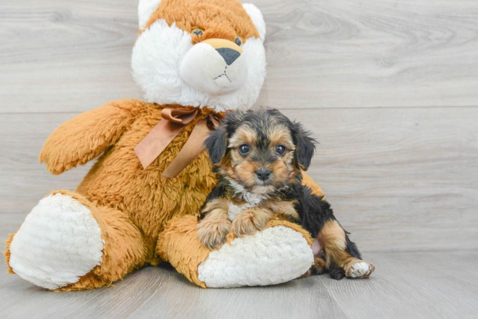 Yorkie Poo Puppy for Adoption