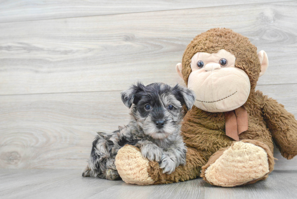 Cute Yorkie Poo Baby