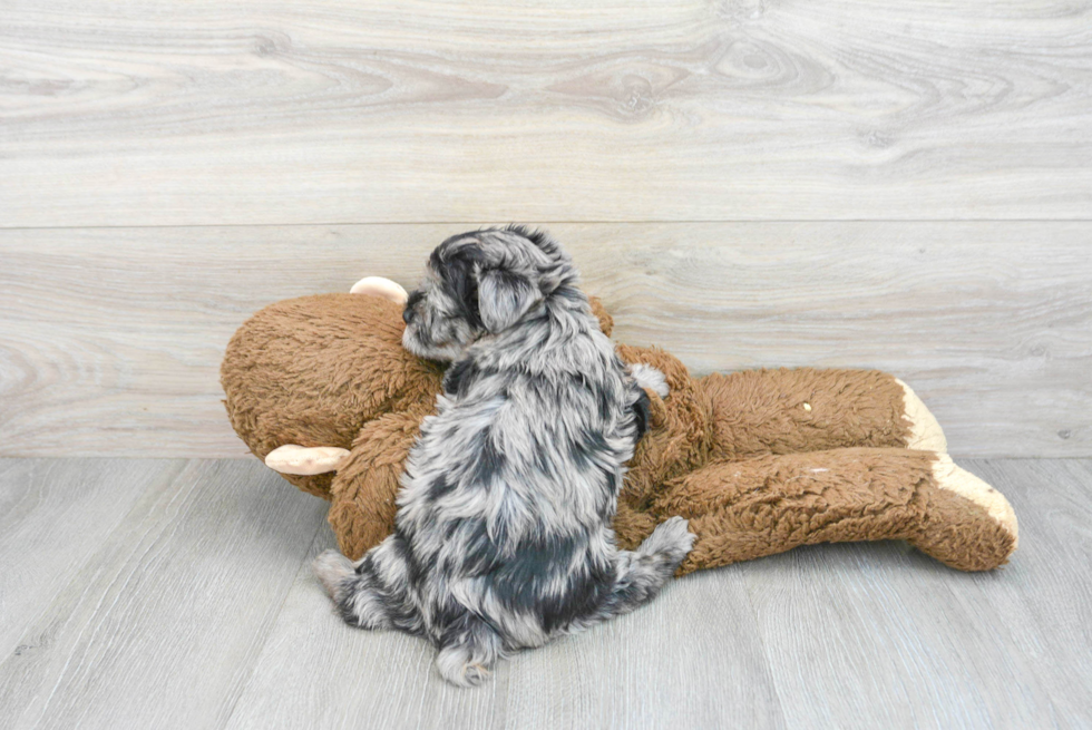 Petite Yorkie Poo Poodle Mix Pup