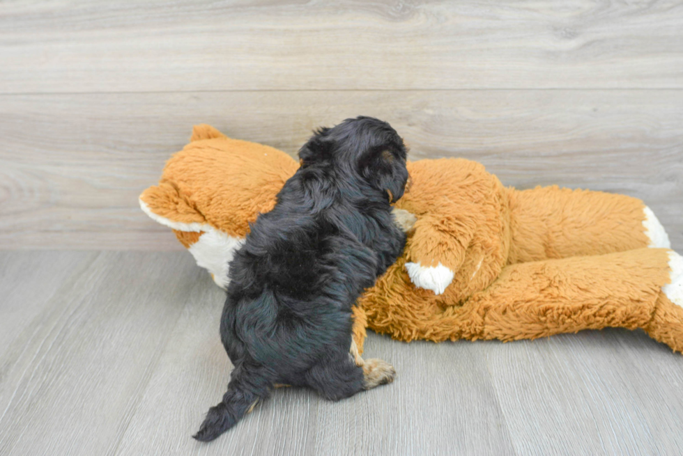 Hypoallergenic Yorkie Doodle Poodle Mix Puppy