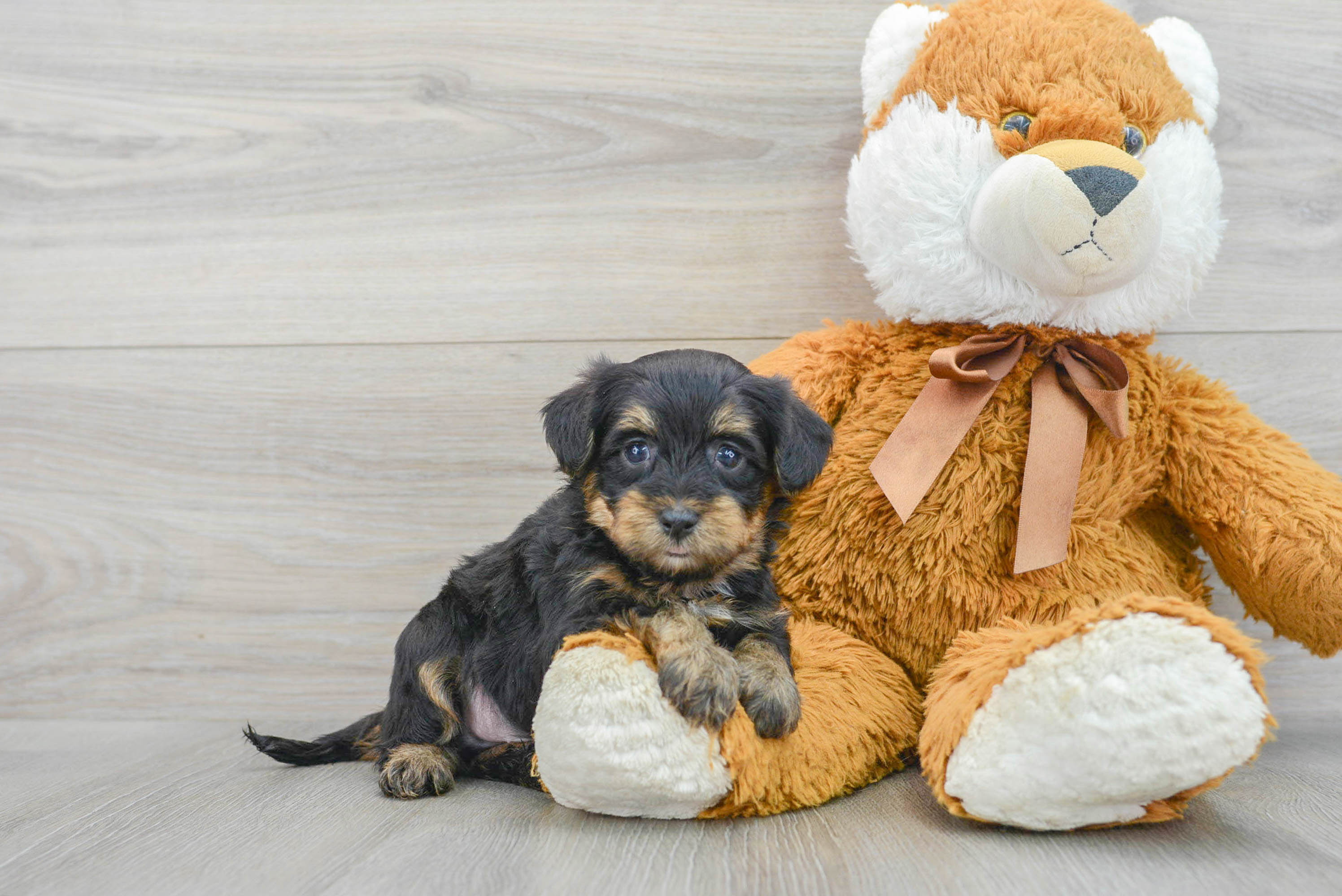 Best Yorkie Poo Baby